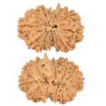12 Mukhi G.S & Ganesh 29.2mm 4.82gm - Rudraksha