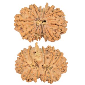 12 Mukhi G.S & Ganesh 29.2mm 4.82gm - Rudraksha