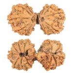 13 Mukhi Mini Trijuti 34.7mm 4.19gm - Rudraksha