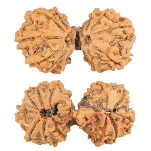 13 Mukhi Mini Trijuti 34.7mm 4.19gm - Rudraksha