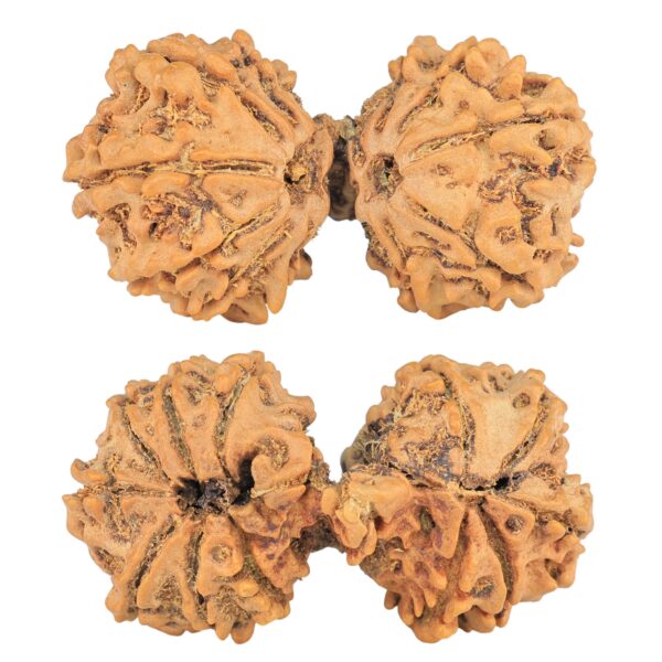 13 Mukhi Mini Trijuti 34.7mm 4.19gm - Rudraksha