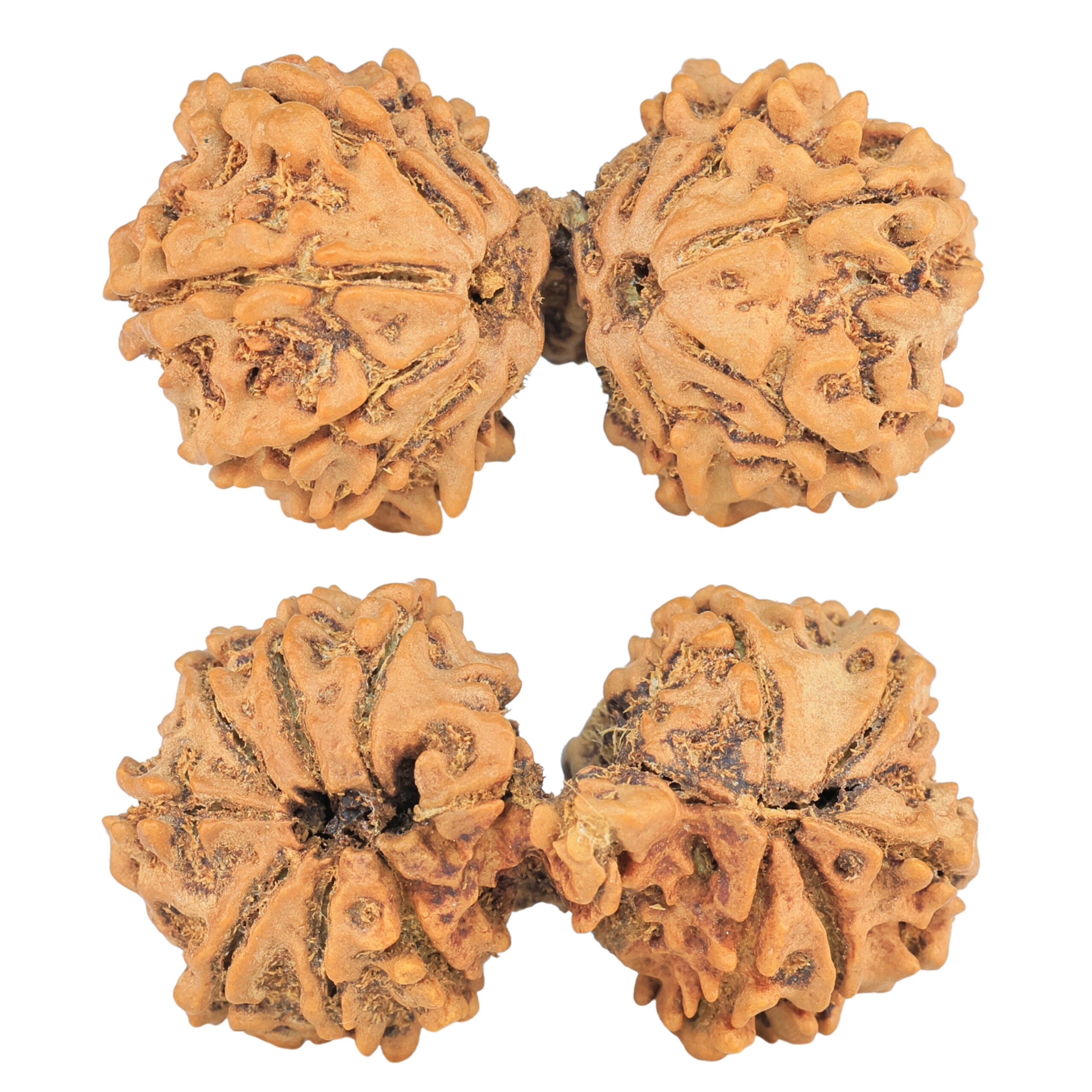13 Mukhi Mini Trijuti 34.7mm 4.19gm - Rudraksha