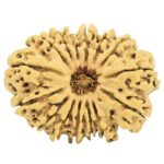 15 Mukhi Rudraksha 30.9mm 4.11gm - Rudraksha