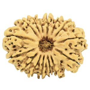 15 Mukhi Rudraksha 30.9mm 4.11gm - Rudraksha