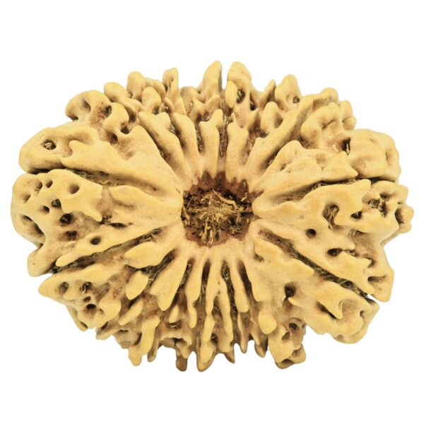 15 Mukhi Rudraksha 30.9mm 4.11gm - Rudraksha