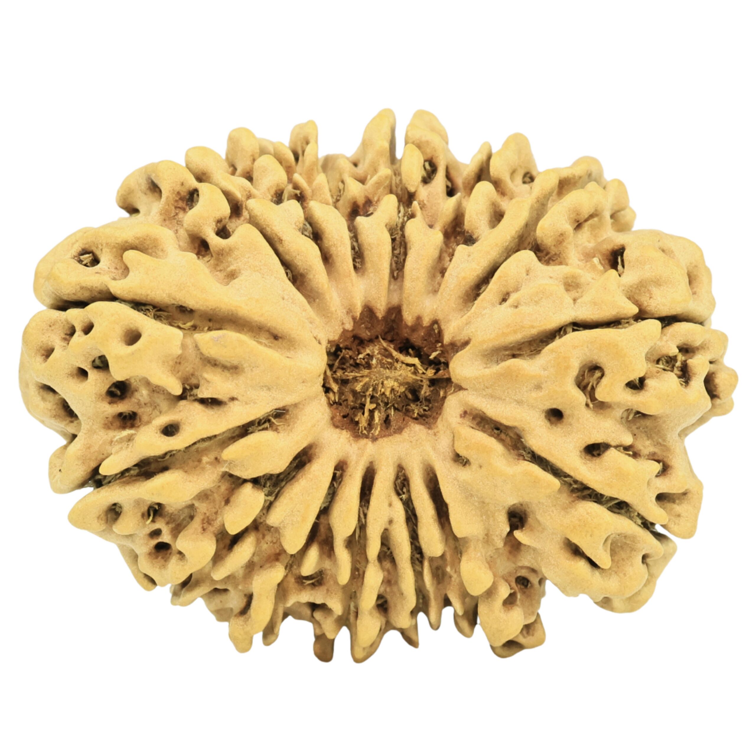 15 Mukhi Rudraksha 30.9mm 4.11gm - Rudraksha
