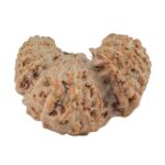 20 Mukhi Trijuti 19.9mm 1.47gm - Rudraksha