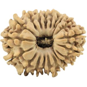 19 Mukhi Rudraksha 27.8mm 4.32gm - Rudraksha