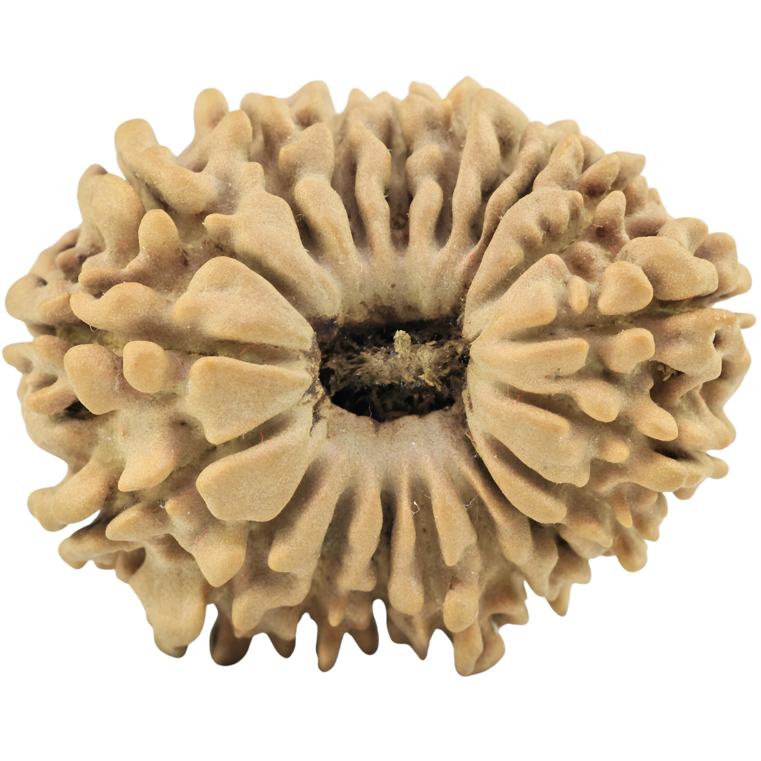 19 Mukhi Rudraksha 27.8mm 4.32gm - Rudraksha