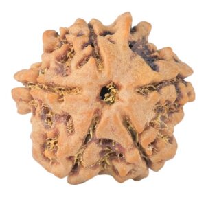 5 Mukhi Ganesh 19.3mm 3gm