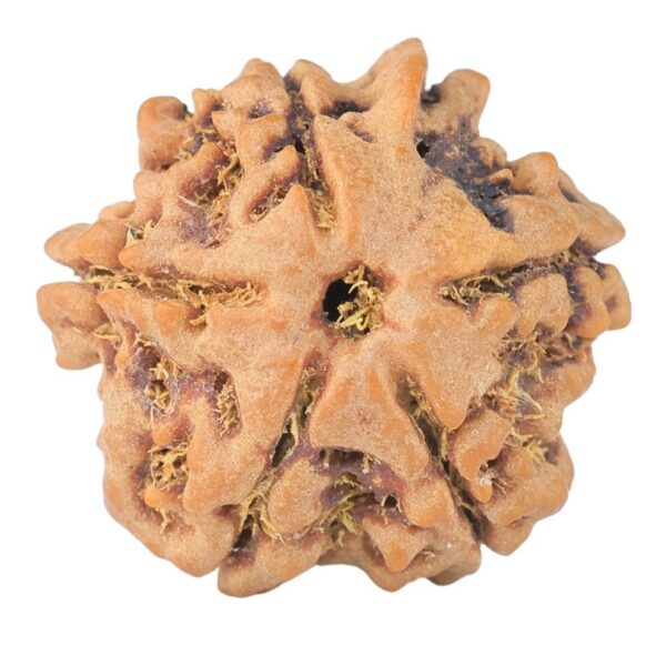5 Mukhi Ganesh 19.3mm 3gm - Rudraksha