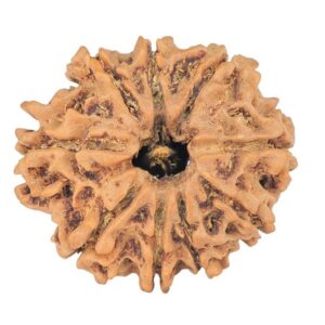 9 Mukhi Rudraksha 23.1mm 2.8gm - Rudraksha