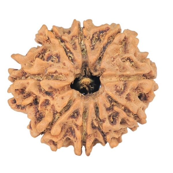9 Mukhi Rudraksha 23.1mm 2.8gm - Rudraksha