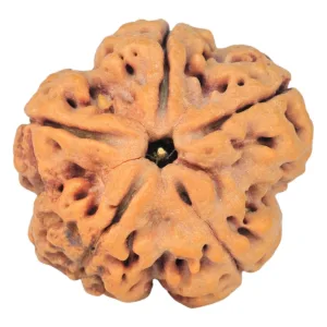 5 Mukhi Rudraksha 30.3mm 9.63gm