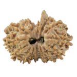 14 Mk Gaurishankar & Ganesh 26.1mm 3.3gm - Rudraksha