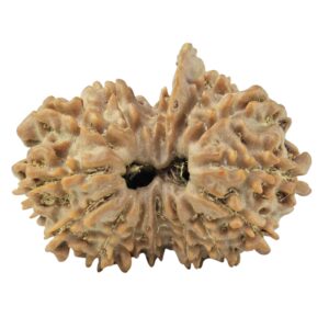 14 Mk Gaurishankar & Ganesh 26.1mm 3.3gm - Rudraksha
