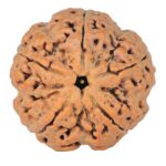 5 Mukhi Rudraksha 30.2mm 9.56gm - Rudraksha