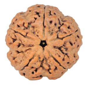 5 Mukhi Rudraksha 30.2mm 9.56gm - Rudraksha