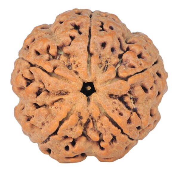 5 Mukhi Rudraksha 30.2mm 9.56gm - Rudraksha