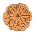 6 Mukhi Rudraksha 31.2mm 7.93gm - Rudraksha