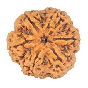 6 Mukhi Rudraksha 31.2mm 7.93gm - Rudraksha