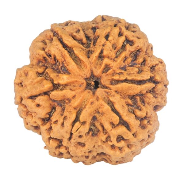 6 Mukhi Rudraksha 31.2mm 7.93gm - Rudraksha