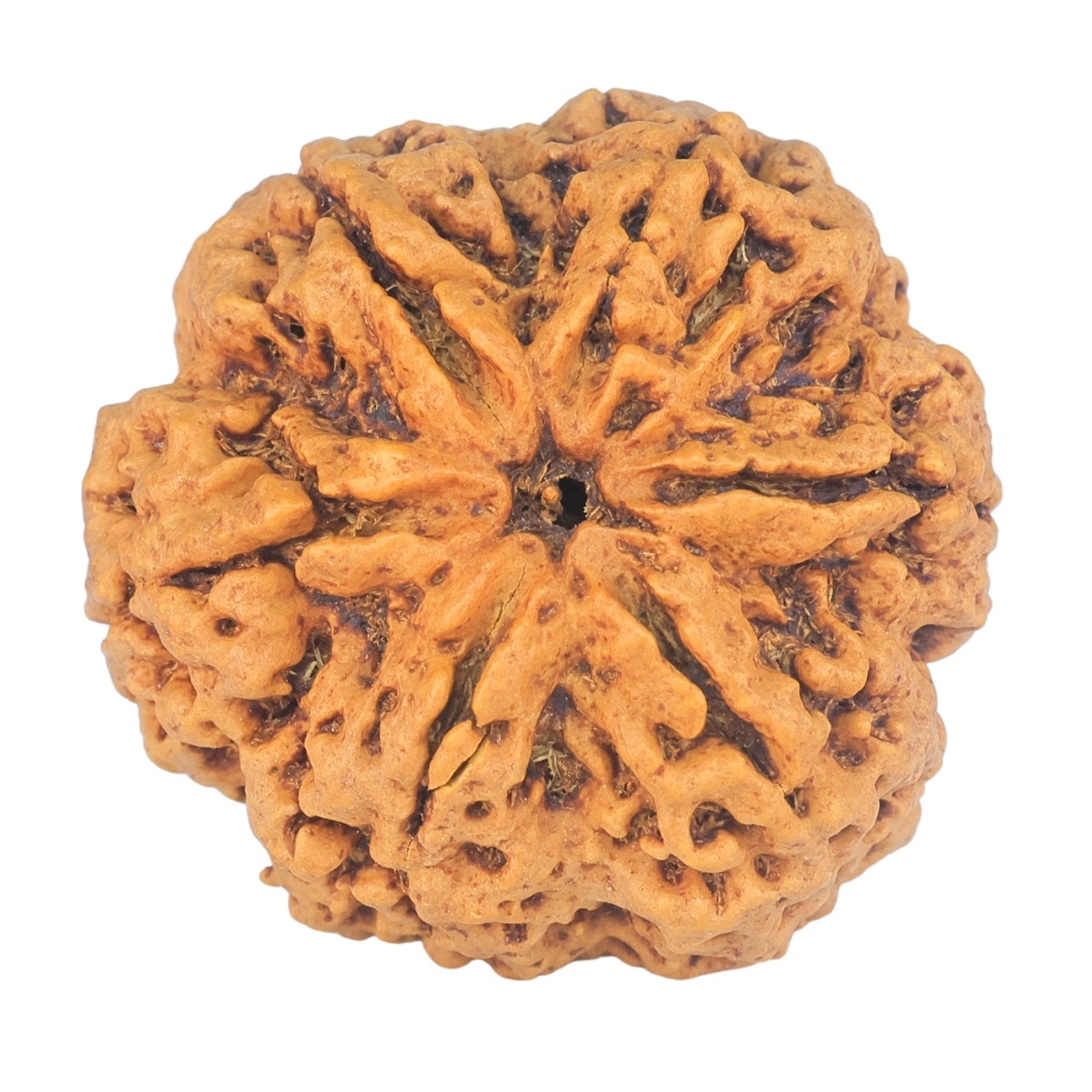 6 Mukhi Rudraksha 31.2mm 7.93gm - Rudraksha