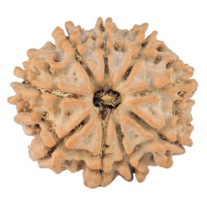 9 Mukhi Rudraksha 22.7mm 3.26gm - Rudraksha