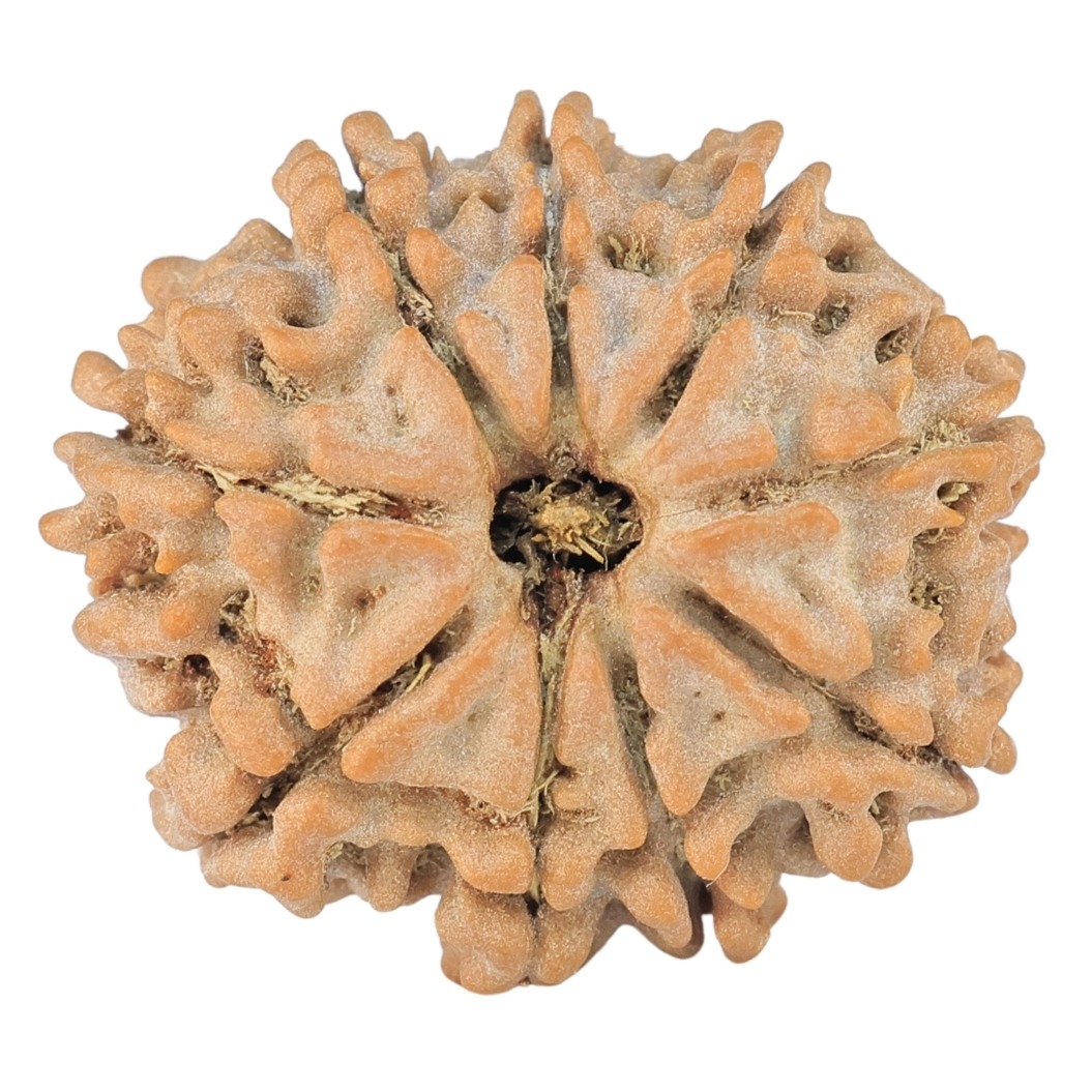 9 Mukhi Rudraksha 22.7mm 3.26gm - Rudraksha
