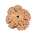 3 Mukhi Rudraksha 25.7mm 3.13gm - Rudraksha