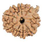 9 Mukhi Ganesh 22.3mm 3.64gm - Rudraksha