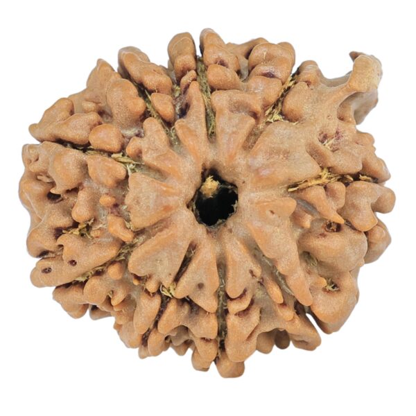 9 Mukhi Ganesh 22.3mm 3.64gm - Rudraksha