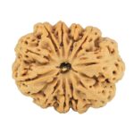 11 Mukhi Rudraksha 28.2mm 5.84gm - Rudraksha