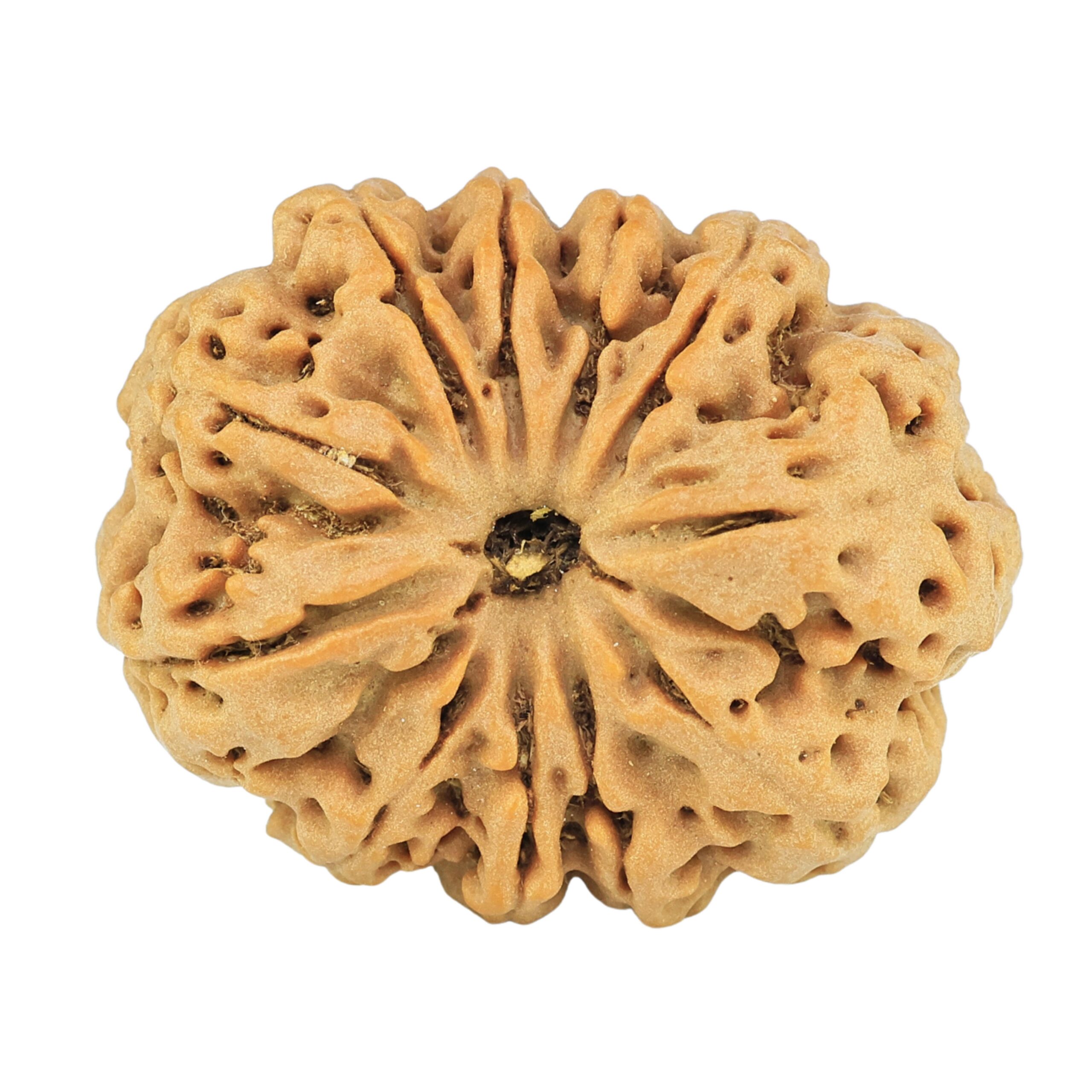 11 Mukhi Rudraksha 28.2mm 5.84gm - Rudraksha