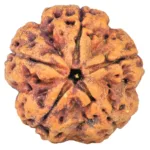 5 Mukhi Rudraksha 29.5mm 9.31gm - Rudraksha