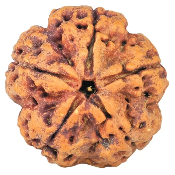 5 Mukhi Rudraksha 29.5mm 9.31gm - Rudraksha
