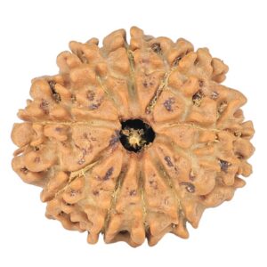 9 Mukhi Rudraksha 22.2mm 2.79gm - Rudraksha