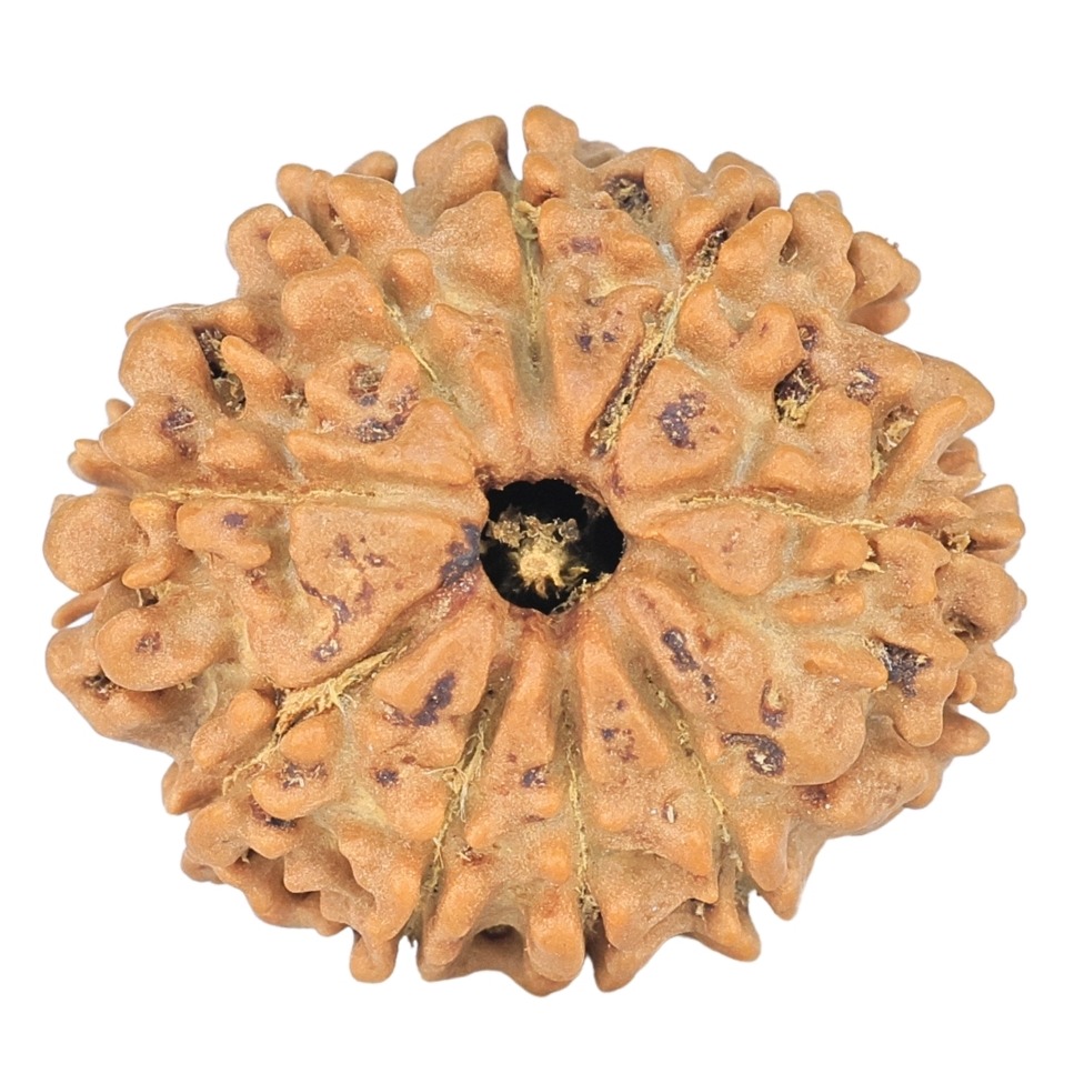 9 Mukhi Rudraksha 22.2mm 2.79gm - Rudraksha