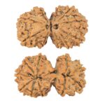 10 Mk Gaurishankar 32mm 5.15gm - Rudraksha