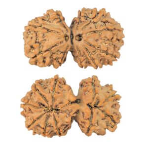 10 Mk Gaurishankar 32mm 5.15gm - Rudraksha