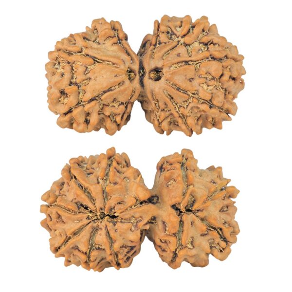 10 Mk Gaurishankar 32mm 5.15gm - Rudraksha