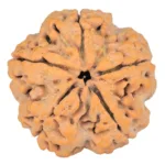 5 Mukhi Rudraksha 29.4mm 8.28gm - Rudraksha