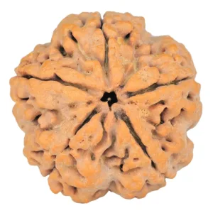 5 Mukhi Rudraksha 29.4mm 8.28gm