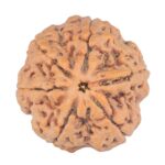 6 Mukhi Rudraksha 28.5mm 9.37gm - Rudraksha