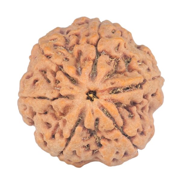 6 Mukhi Rudraksha 28.5mm 9.37gm - Rudraksha