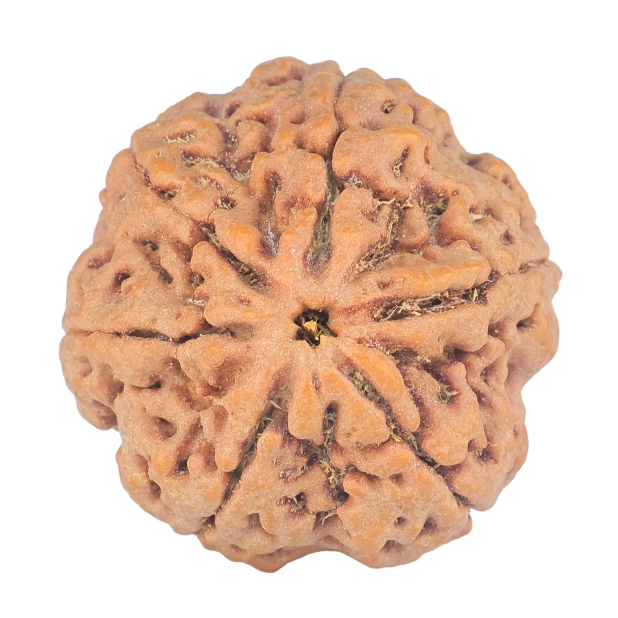 6 Mukhi Rudraksha 28.5mm 9.37gm - Rudraksha