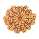 12 Mukhi Rudraksha 33mm 7.26gm - Rudraksha