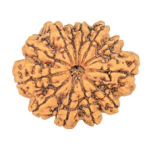 12 Mukhi Rudraksha 33mm 7.26gm - Rudraksha