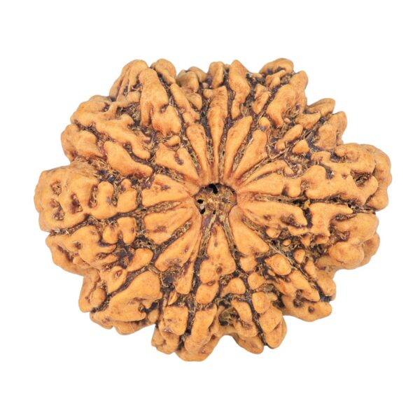 12 Mukhi Rudraksha 33mm 7.26gm - Rudraksha