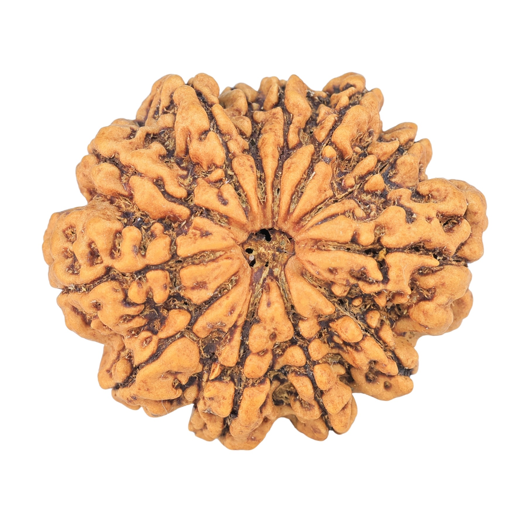 12 Mukhi Rudraksha 33mm 7.26gm - Rudraksha